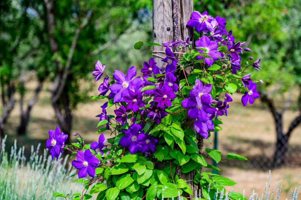 Sunny House Villa Smokovic Exteriör bild